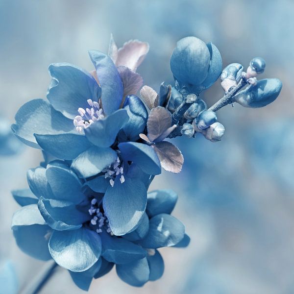 Bleu par Violetta Honkisz