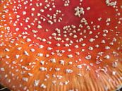 mushroom by Pieter Korstanje thumbnail