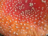 mushroom