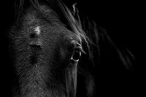Paard Geheimen in Schaduw Het Stille