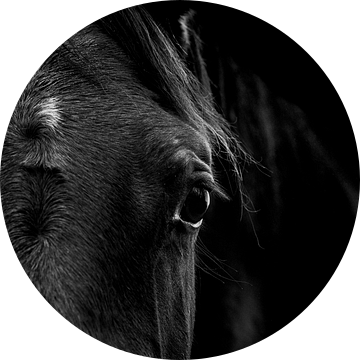 Paard Geheimen in Schaduw Het Stille