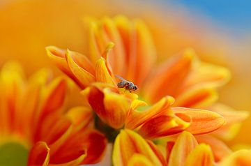 Herbstaster mit Fliege von Violetta Honkisz