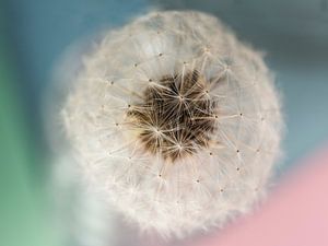 Pusteblume Puffball Blau und Rosa