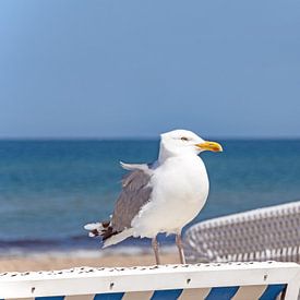Strandkorb und Möwe von Katrin May