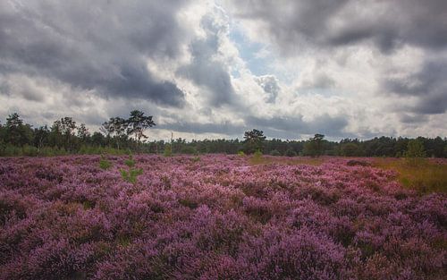 Heide bewolkt