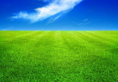 Green grass