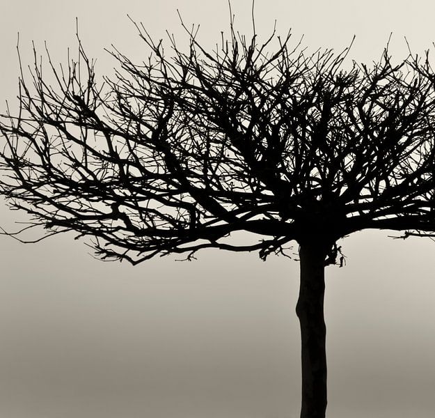 Nature beauty - sepia tone by Kirsten Warner