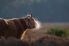 Schotse hooglander met adem van Nick van Beusekom