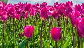 Purple Tulips by Ivo de Rooij