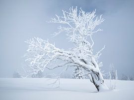 Einsamkeit in frostiger Kälte