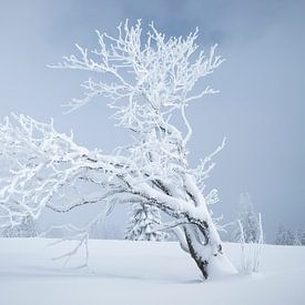 Eenzaamheid in de ijzige kou van Anselm Ziegler Photography