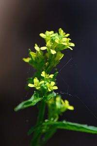 Kleine gelbe Blüten
