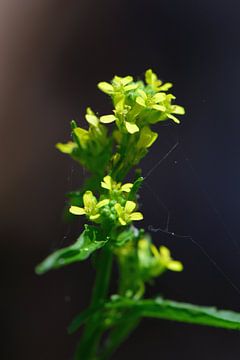 Kleine gele bloemetjes van Gerard de Zwaan