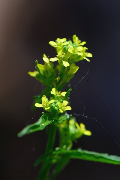 Kleine gelbe Blüten von Gerard de Zwaan