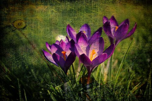 Spring