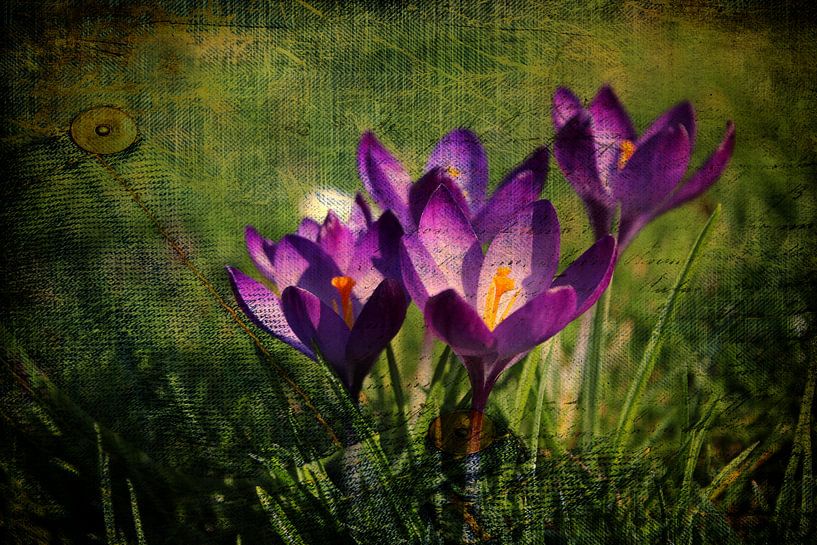 Spring by Dagmar Marina