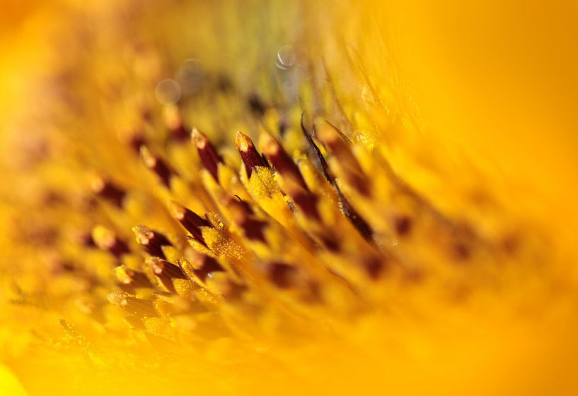 Sun-nig by Nanda Nieuwhoff-de Groot