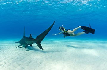 Great Hammerhead by Joost van Uffelen