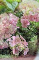 Abstracte fotografie | Abstract expressionisme | Modern abstract | Roze hortensia in een bosrijke omgeving