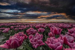 champ de tulipes sur Tara Kiers