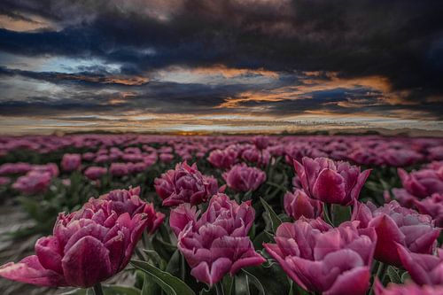 tulpenveld