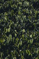 Bananenplantage Tenerife foto print