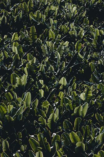 Banana plantation Tenerife photo print