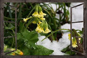 Fensterblick - Schlüsselblumen