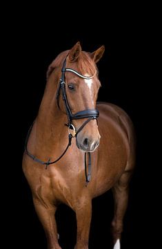 Belle photo d'argent en châtaignier sur Marissa Hoorn