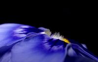 Violin in blue
