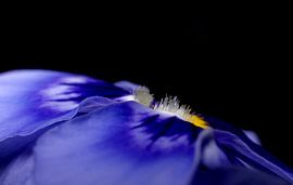 Violin in blue by Marlies Prieckaerts