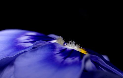 Violon en bleu