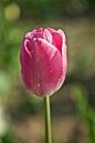 De Roze Tulp van Norbert Sülzner thumbnail