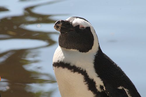 Pinguin träumt von Sonnenbrille