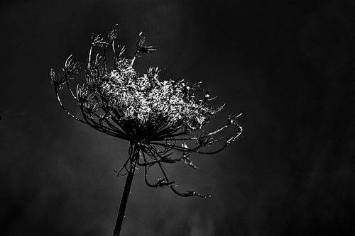 Uitgebloeid in zwart-wit