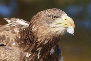 Pygargue à tête blanche (Haliaeetus albicilla)