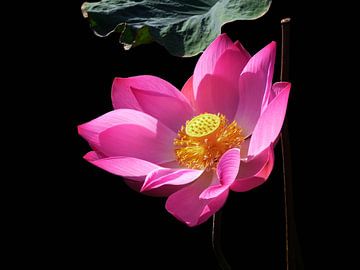 Lotusbloem - Indonesië van Berg Photostore