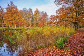Autumn in the forest with a colourful reed collar by eric van der eijk
