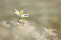 A cloud of wood anemones