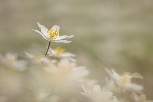 Een wolk van bosanemoontjes