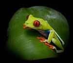 M. œil rouge, grenouille arboricole à œil rouge sur feuilles vertes par Bianca ter Riet Aperçu