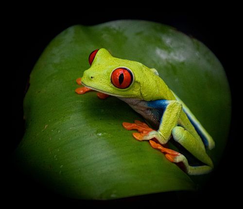 Herr Rotauge, Rotaugen-Baumfrosch auf grünen Blättern von Bianca ter Riet