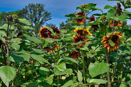 Forêt de tournesols rouges