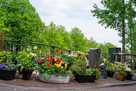 Tulpen aus Amsterdam