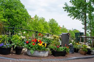 Tulpen aus Amsterdam