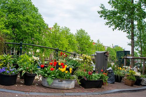 Tulpen uit Amsterdam