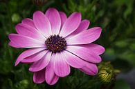 Kapkörbchen, Osteospermum von Alexander Ludwig Miniaturansicht