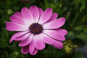 Kapkörbchen, Osteospermum