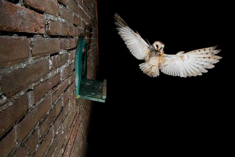 Barn owl in flight at night by Jeroen Stel