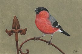 Goudvink (Pyrrhula pyrrhula) van Helga Pohlen - ThingArt
